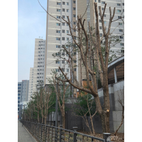 봄철 아파트 전지, 중요한 만큼 신중해야