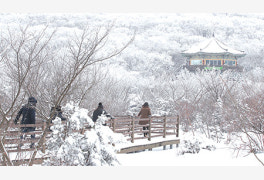 한라산에 눈꽃이 활짝