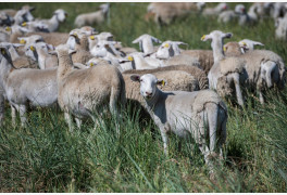 Are Sheep a Crucial Ingredient for Vineyards and Ecosystems?