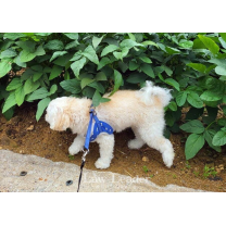 반려견 아파트 광장에 유기한 주부 벌금형…법원