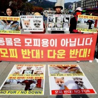 한국동물연합 “모피와