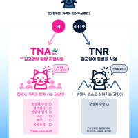 용산구, 전국 최초 재개발 길고양이 입양 지원 추진