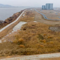 토양 영양실조…에코델타 나무 고사한 이유