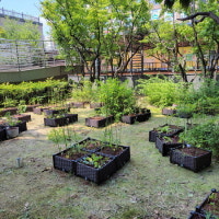 주민 사랑으로 자라는 아파트 상추 텃밭