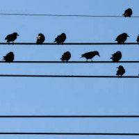 남구 아파트·남부서 정전… 원인은 또 '조류'