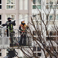 겨울철 나무 가지치기 한창