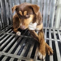 밤낮없이 ‘들개’ 출몰… 인천 주민 ‘벌벌’