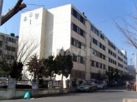 우정개나리 사진 3