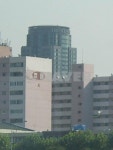 장미 사진 4
