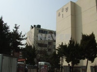 우정개나리 사진 5