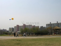 목화 사진 5