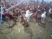 유정란 자연과농장