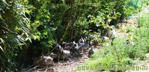 사나래목장