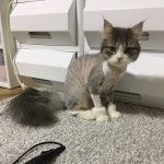 포캣 고양이미용실