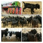 함평흑염소식당