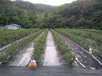 황매산애푸드