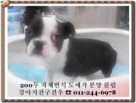 견우명품애견