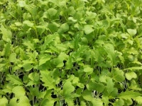 생명나눔흙살이농장