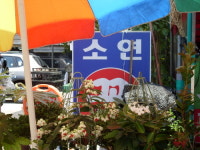 소연꽃수족관