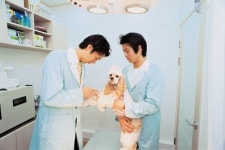 굿모닝펫동물병원