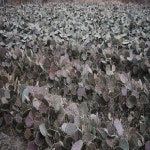 백세건강백년초