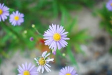 푸른민박