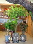더플라워