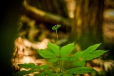 백학산양삼농장