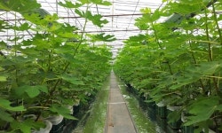 무화과사계절농장