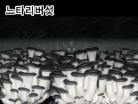 머쉬타운영농조합버섯종균배양소