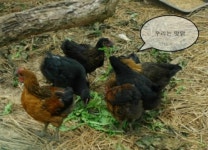 장성유용곤충농원