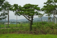 효림조경