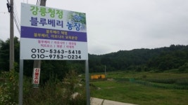 강릉청정 블루베리농장