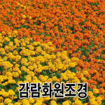 감람화원조경