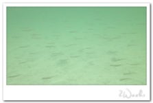 포비네오두막 게스트하우스