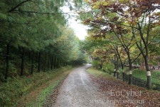 청송자연휴양림