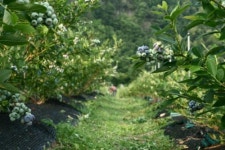 바드래 블루베리