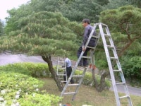 대신조경