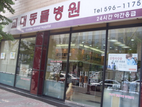 교대동물병원