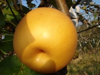 호동마을진오팜