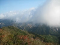 오색로뎀나무아래