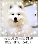 동물사랑동물병원