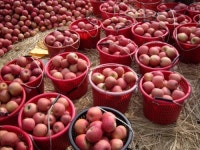 아침에사과마을