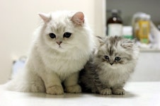 송파원 동물병원