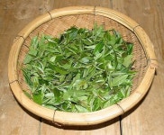 천치다원