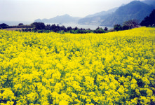 죽도