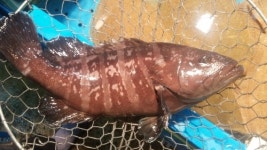 현암수산