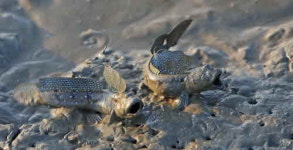 벌교장양어촌체험마을