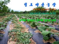 청도야콘작목반