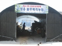 생용블루베리농원